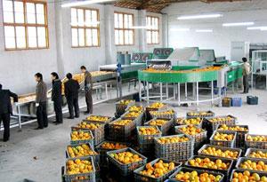 orange juice processing 