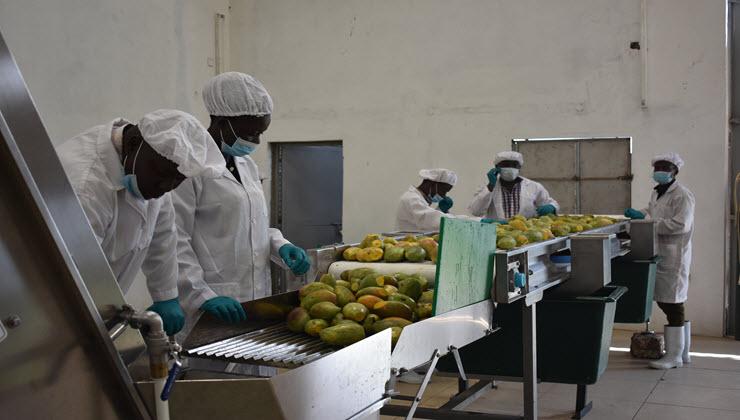 mango juice production line