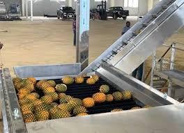 pineapple juice production line